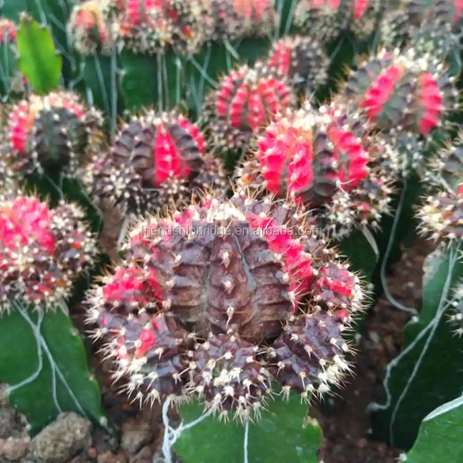 
Gymnocalycium mihanovichii var.friedrichii grafted Mini colorful Cactus 
