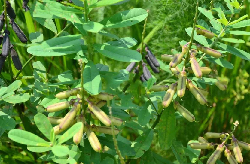 100% natural organic fenugreek extract, fenugreek