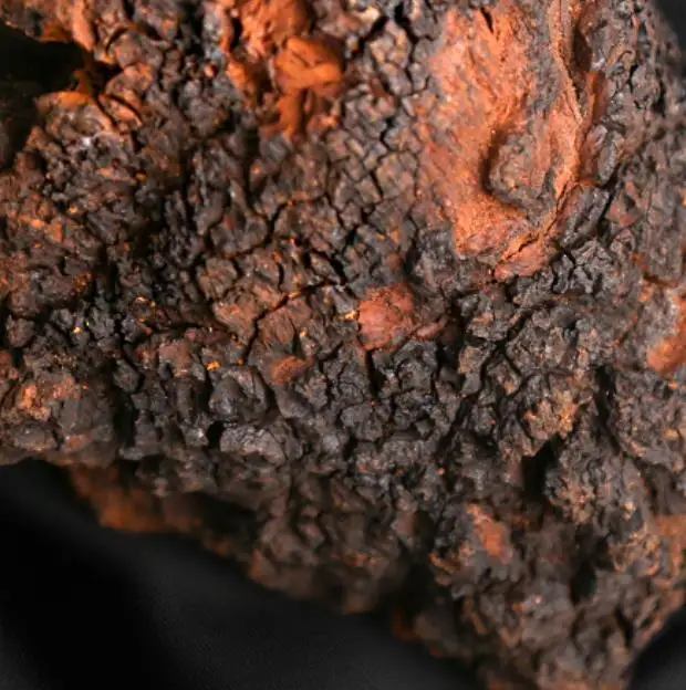 
Top superfood chaga tea help in fight against cancer 
