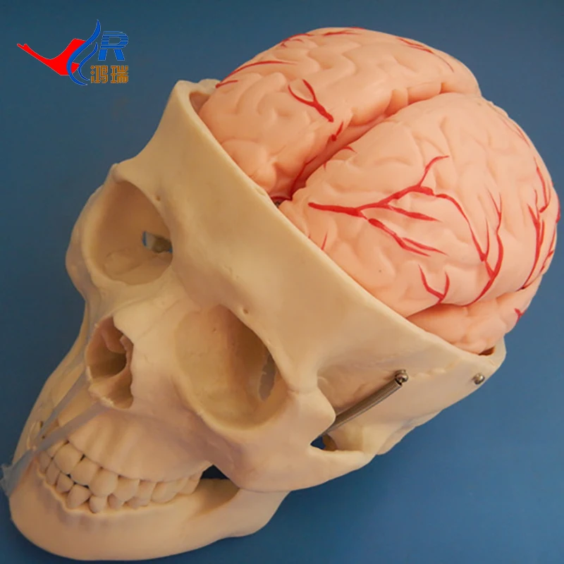 
Skull Model with 8 Parts Brain 