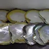 Cheap price raw yellow sea shell rough for sale in stock