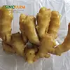 150g fresh ginger ginger mypet with fine price