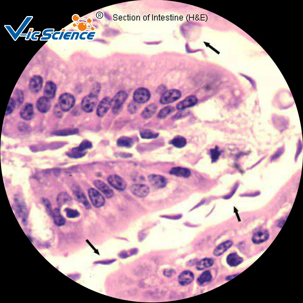 
Medical parasitology slides educational prepared slides 