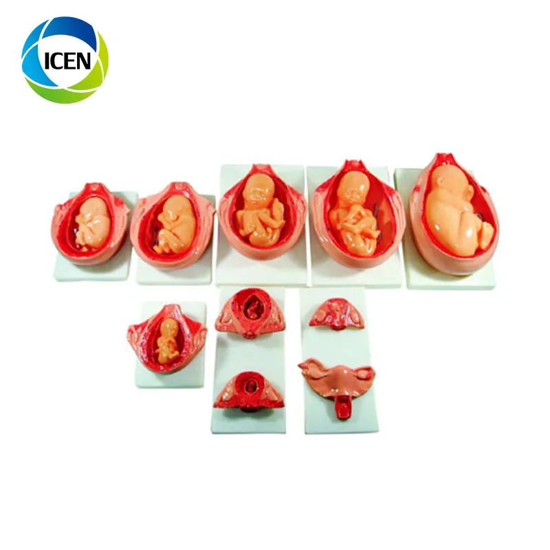 Fetus Development Process model