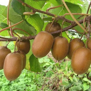 Deskripsi Buah Kiwi Dalam Bahasa Inggris | Seputar Buah