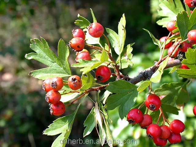 Hawthorn Cuts Hawthorn Berry Maybush Haw May Tree Whitethorn Crataegus ...