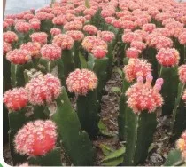
Live plant Color Gymnocalycium mihanovichii grafted Cactus for sale 