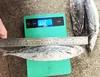Fish Frozen Fresh Seafood Saba Pacific Mackerel For Bait