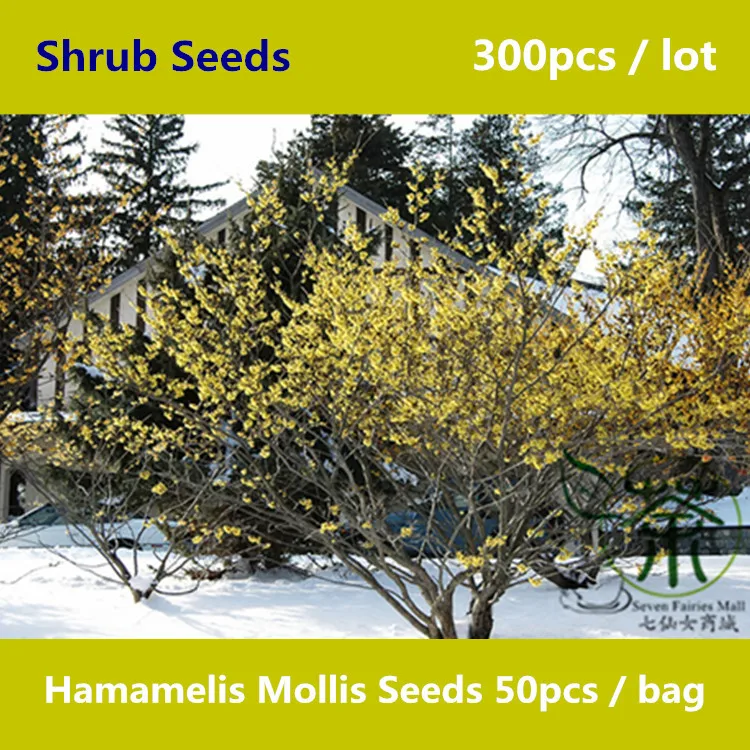 Witch Hazel Flowers Promotion-Shop for Promotional Witch