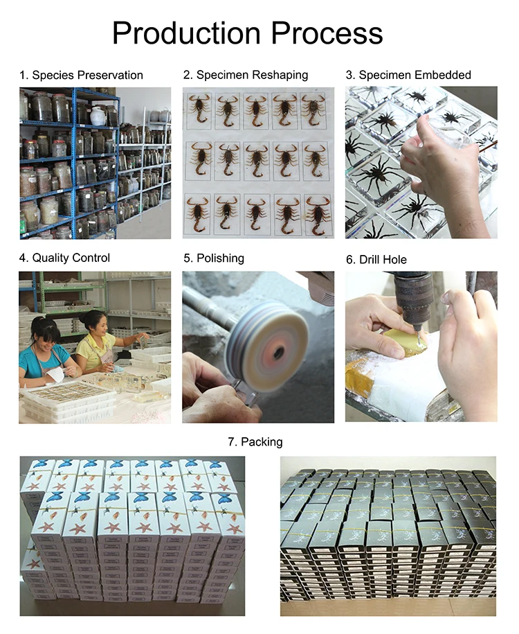 Original Resin Insect Specimen Life Cycle Of Honeybee Teaching ...