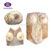 Whole set of human organs model ,the urinary and reproductive systems