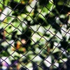 plant protection plastic anti bird/Hail/Insect net anti insect net for crop