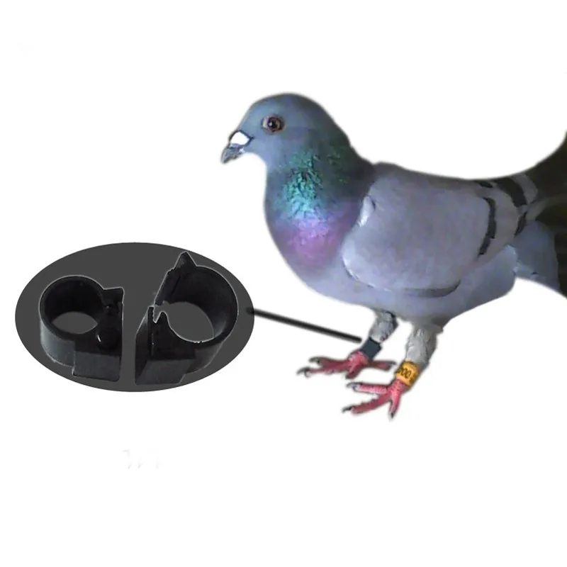 Passive Hf Rfid Racing Pigeon Rings Buy Rfid Racing Pigeon Rings,Rfid