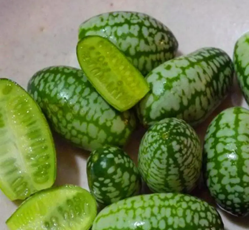 Melothria scabra.jpg