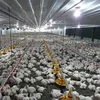 different types of poultry house broiler farm construction plan for chicken