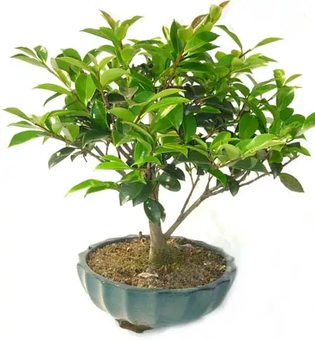 
15cm 20cm 30cm Living Bonsai Podocarpus Acer Ginkgo Ilex 