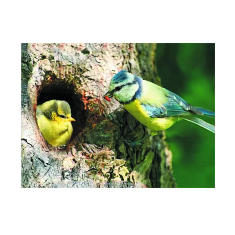 

Wholesale of lenticular 3d bird pictures