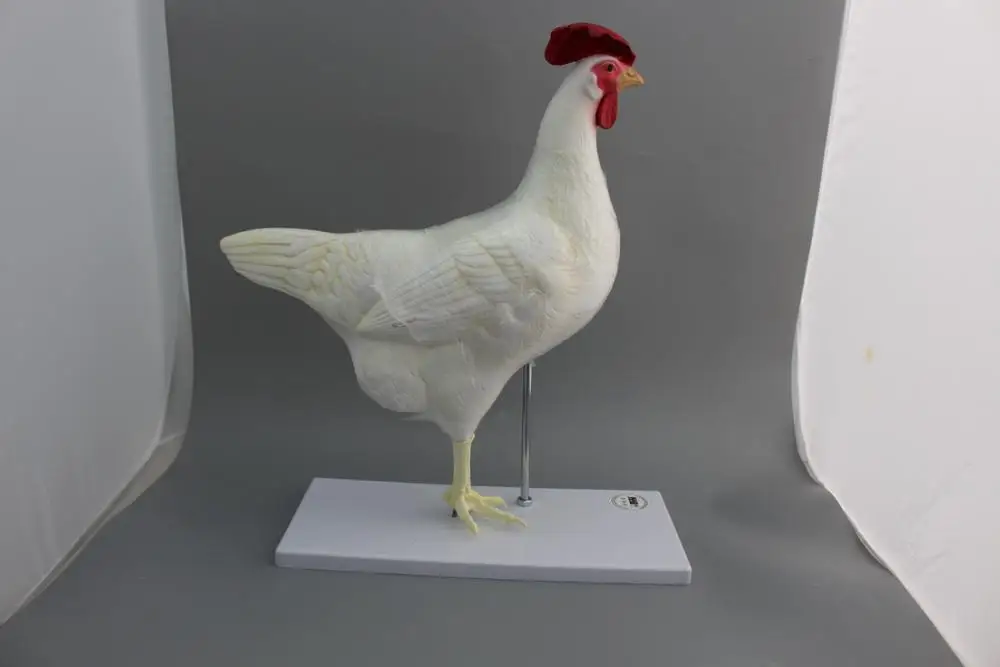Animal Anatomy Chick Anatomy Model Plasticized Specimens Buy Animal