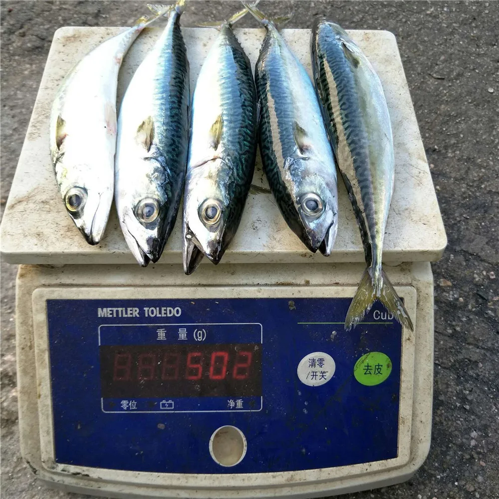 Viva Fishing Tin Fish Frozen Mackerel Tin Cans For Food Canning Fish