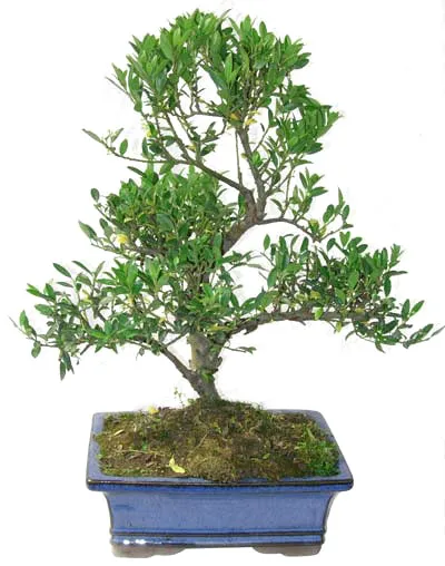 
15cm 20cm 30cm Living Bonsai Podocarpus Acer Ginkgo Ilex metasequola pseudolarix amabilis rhododendron simsii 