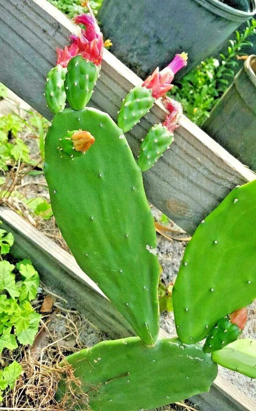 Cheap Pear Cactus Find Pear Cactus Deals On Line At Alibaba Com