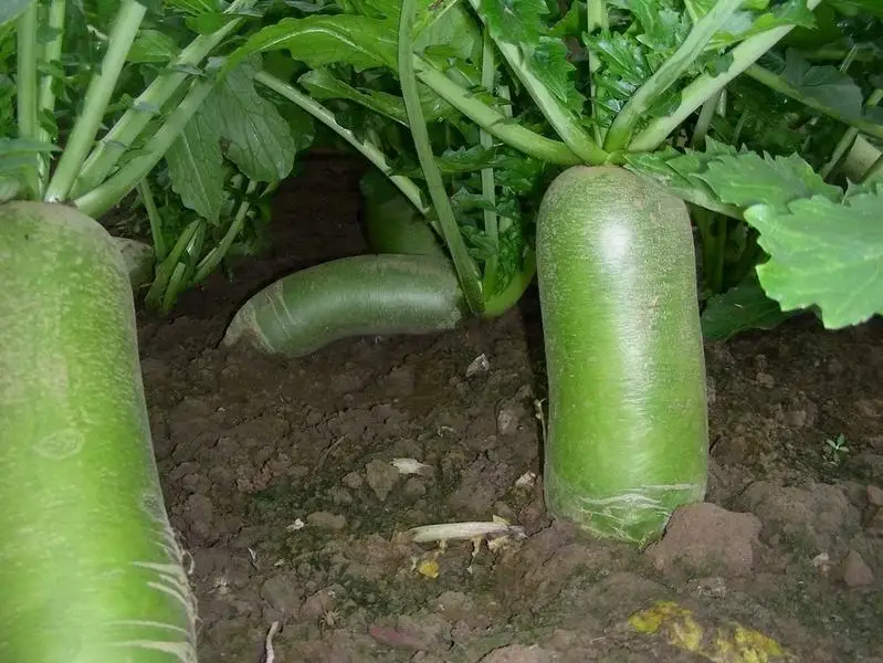 green white turnip seeds radish seeds for sale