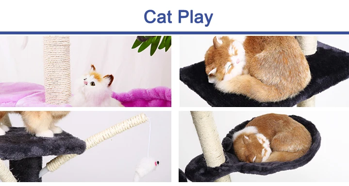 cat play in