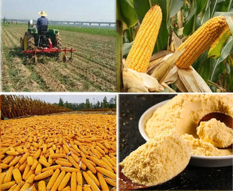 
Supply high quality pure corn powder 