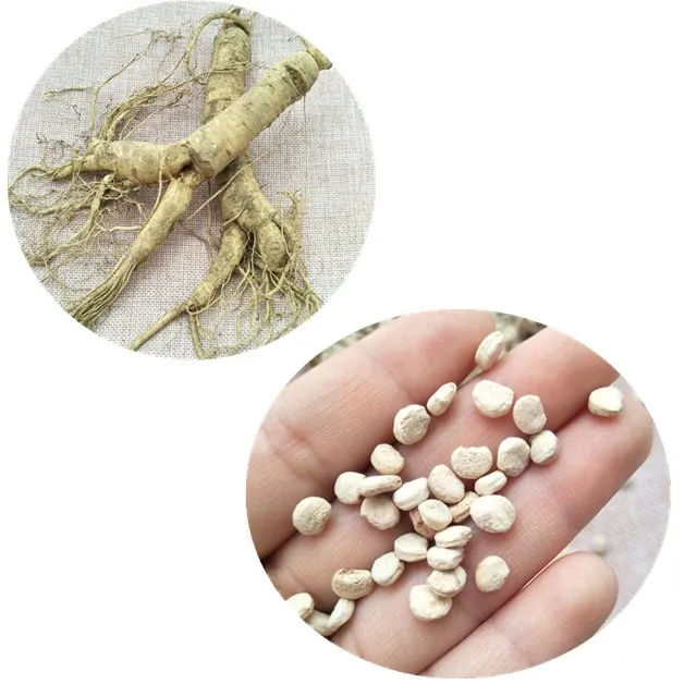 Ren Shen Chinese High Purity Red Ginseng Seeds White Panax Ginseng