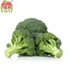 New Crop High Quality Bulk Fresh Vegetable Broccoli