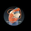human heart model/Heart Model Coronary Bypass Single, Double, Triple