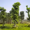 Evergreen landscape tree Ficus altissima