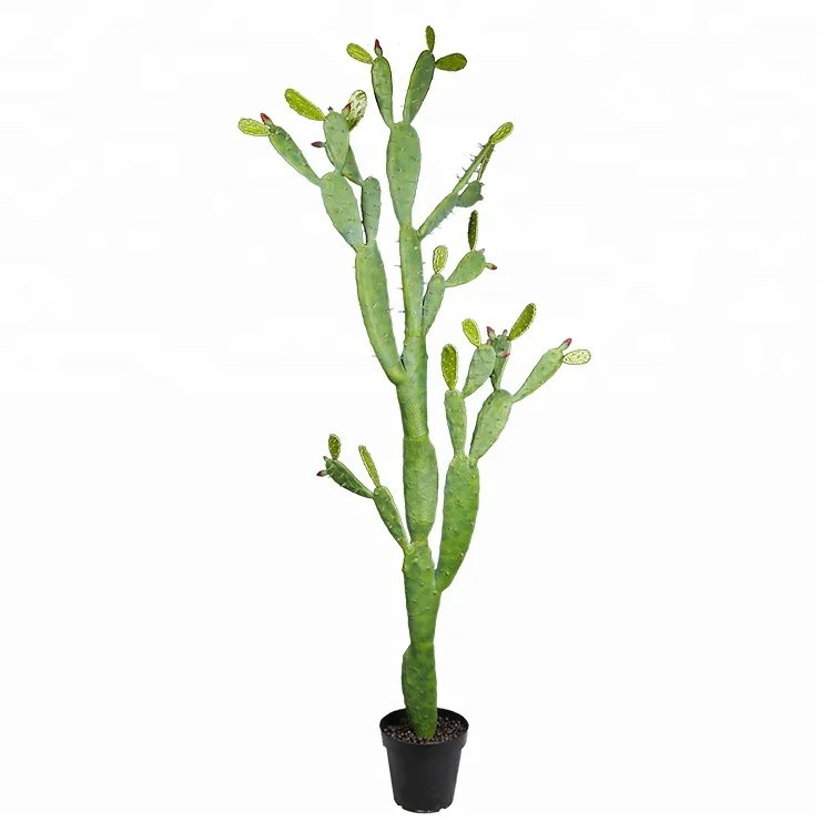 Tree Plant Types Of Cactus 210cm Wholesale Cactus And Succulent Nursery ...