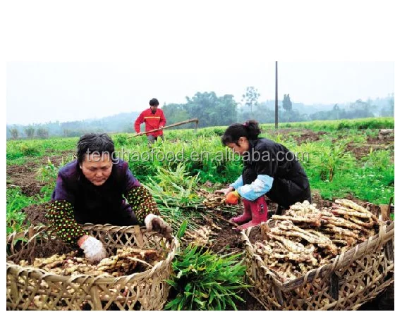 
manufacture offering New crop Chinese fresh ginger from China 