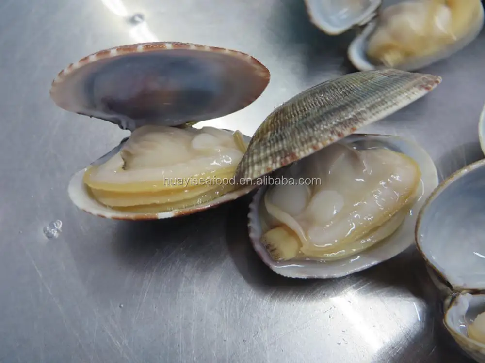 Wholesale Frozen Short Necked Clam Meat Without Shell Buy Frozen