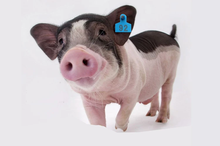 Passive rfid pig ear tag pig with laser printing