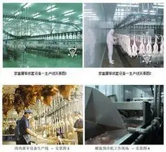 Quick broiler machine dehairing feathered chicken
