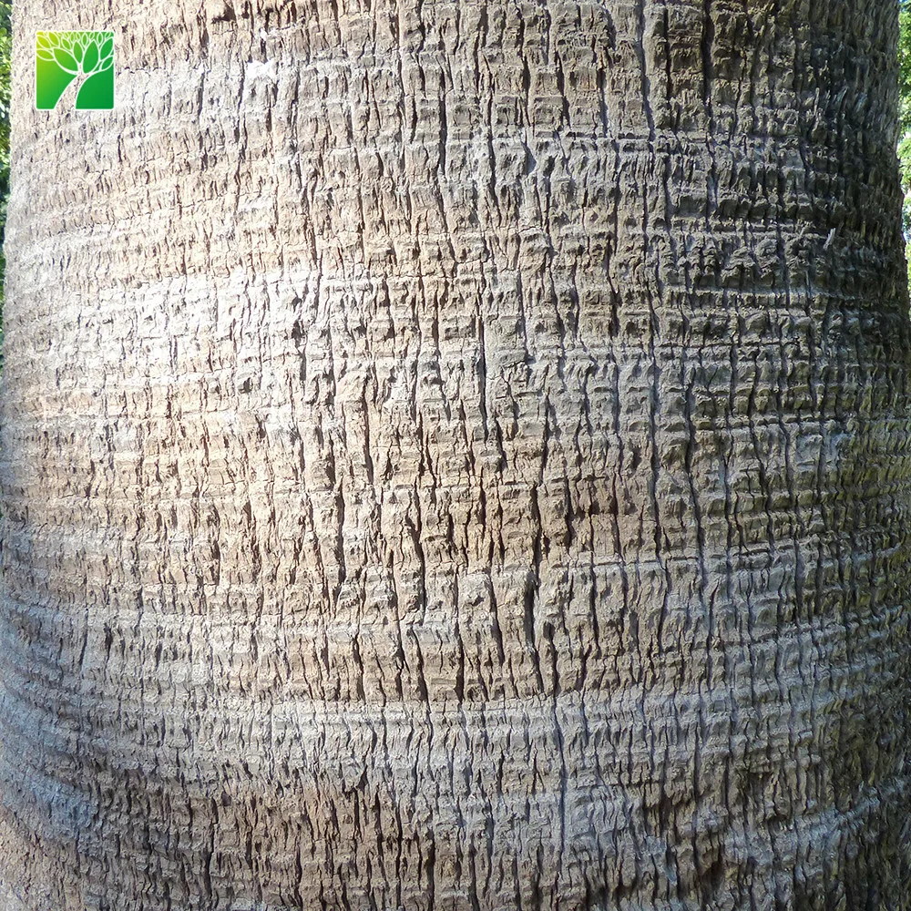 
Farm price 65cm crown diameter evergreen Washingtonia filifera perennial fresh plant 