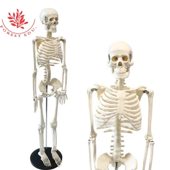 200pcs Bones 85cm Human Artificial Plastic Skeleton Models - Buy ...