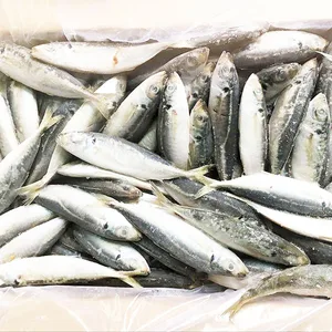 block quick frozen whole pacific mackerel fish