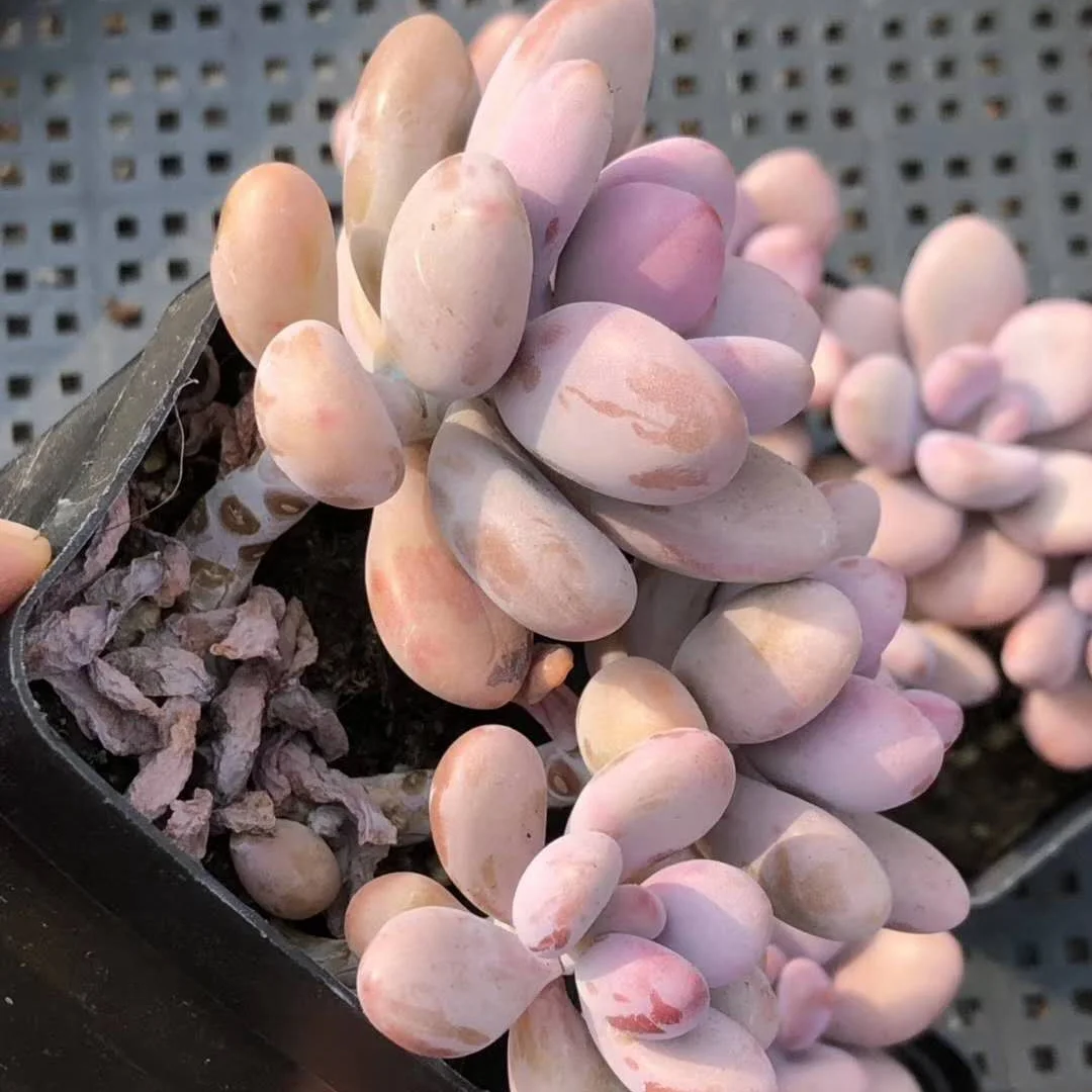 
Wholesale Succulent Graptopetalum amethystinum with stem 