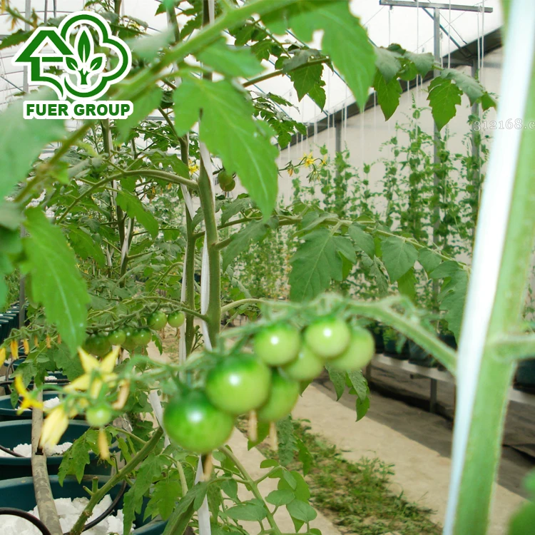 High Quality Hydroponics Dutch Bucket System For Sale Buy Dutch