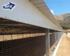 Qingdao steel poultry farm structures design layout project chicken house in the Philippines