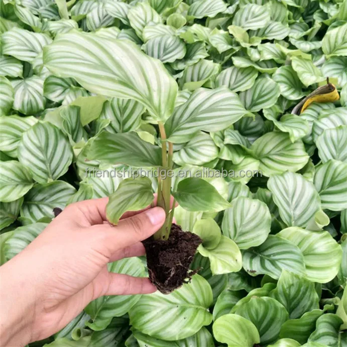 
Calathea orbifolia tray seedling H8-10cm 