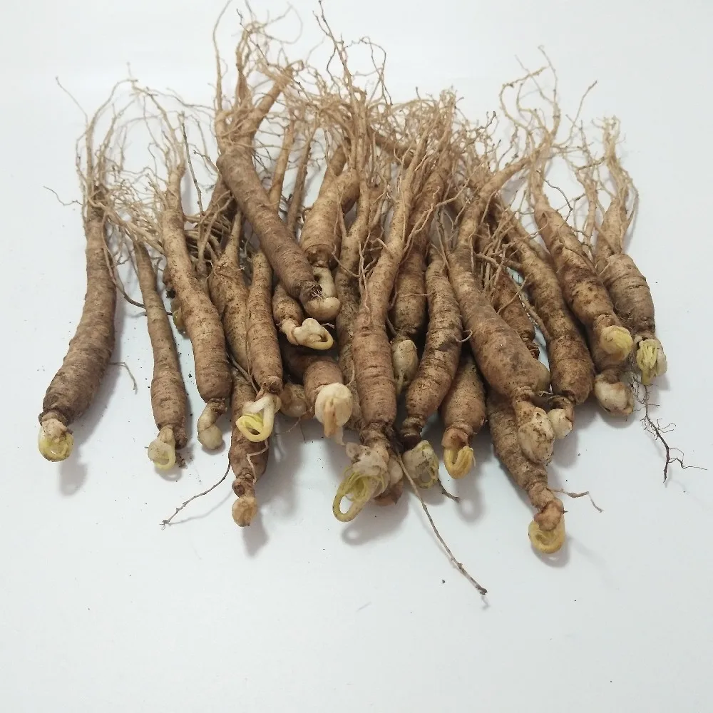 S201 Ren Shen Zi Bulk Herb Seeds Panax Ginseng Seeds Buy Panax