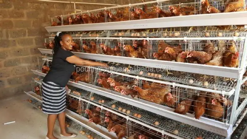 chicken cage-02.jpeg