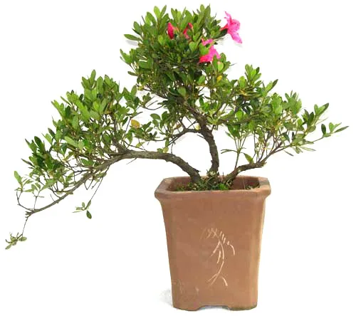 
15cm 20cm 30cm Living Bonsai Podocarpus Acer Ginkgo Ilex 