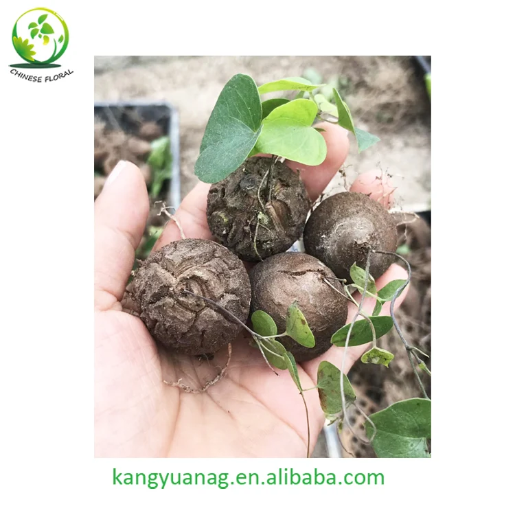 
All sizes Dioscorea Elephantipes for sale 