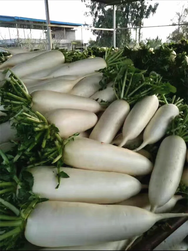 white radish 2