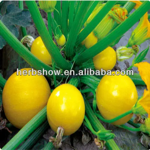 انواع الكوسا Yellow-Round-Squash-Seeds-for-sale